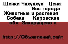 Щенки Чихуахуа › Цена ­ 12000-15000 - Все города Животные и растения » Собаки   . Кировская обл.,Захарищево п.